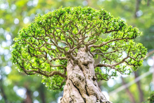 Árbol Bonsái Verde Una Maceta Planta Bandeja Forma Del Tallo — Foto de Stock