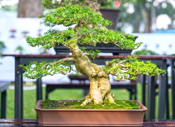 Árbol Bonsái Verde Una Maceta Planta Bandeja Forma Del Tallo — Foto de Stock