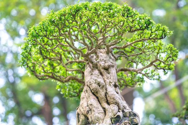 Árbol Bonsái Verde Una Maceta Planta Bandeja Forma Del Tallo — Foto de Stock