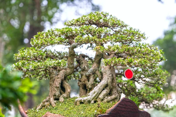 Bonsai Verde Árvore Vaso Bandeja Planta Forma Caule Forma Artesãos — Fotografia de Stock