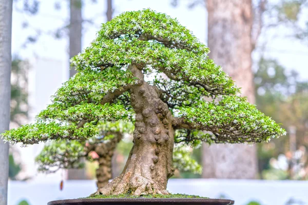 Groene Bonsai Boom Een Pot Lade Plant Vorm Van Stam — Stockfoto