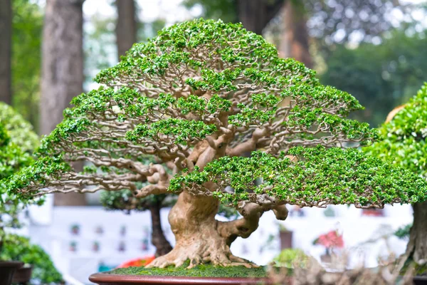 Árbol Bonsái Verde Una Maceta Planta Bandeja Forma Del Tallo — Foto de Stock