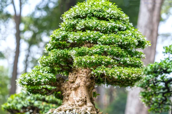Árbol Bonsái Verde Una Maceta Planta Bandeja Forma Del Tallo — Foto de Stock