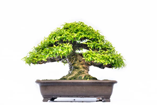 Vecchio Albero Bonsai Verde Isolato Sfondo Bianco Una Pianta Vaso — Foto Stock