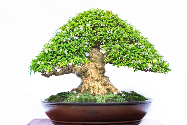 Vecchio Albero Bonsai Verde Isolato Sfondo Bianco Una Pianta Vaso — Foto Stock