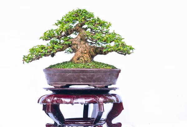 Vecchio Albero Bonsai Verde Isolato Sfondo Bianco Una Pianta Vaso — Foto Stock