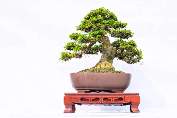 Groene Oude Bonsai Boom Geïsoleerd Een Witte Achtergrond Een Potplant — Stockfoto
