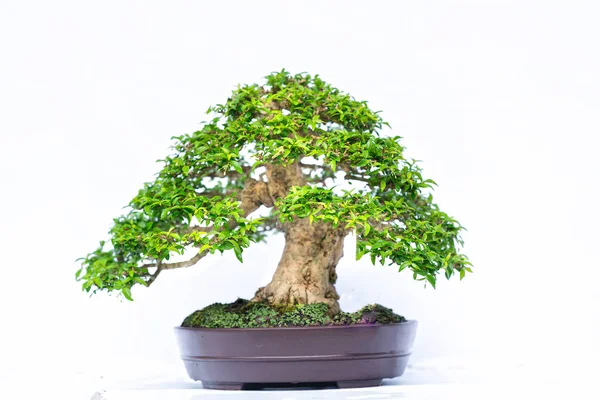 Vecchio Albero Bonsai Verde Isolato Sfondo Bianco Una Pianta Vaso — Foto Stock