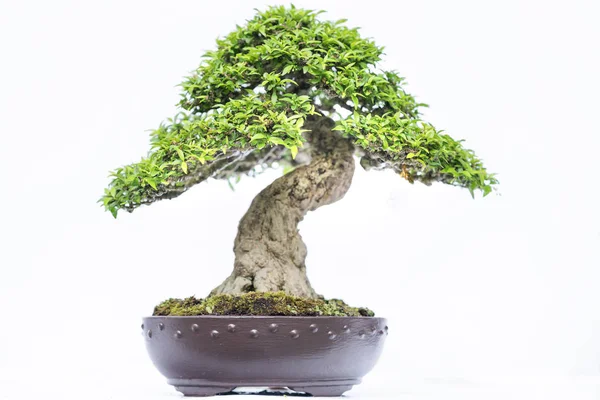 Vecchio Albero Bonsai Verde Isolato Sfondo Bianco Una Pianta Vaso — Foto Stock