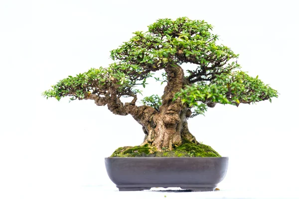 Bir pot bitki kök şeklinde beyaz arka plan üzerinde izole yeşil eski bonsai ağacı şeklinde esnaf oluşturmak güzel doğa sanat.