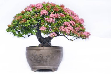 Bir pot bitki kök şeklinde beyaz arka plan üzerinde izole yeşil eski bonsai ağacı şeklinde esnaf oluşturmak güzel doğa sanat.