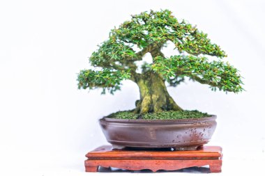 Bir pot bitki kök şeklinde beyaz arka plan üzerinde izole yeşil eski bonsai ağacı şeklinde esnaf oluşturmak güzel doğa sanat.