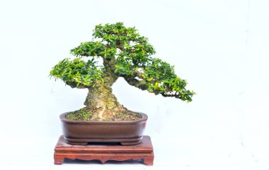 Bir pot bitki kök şeklinde beyaz arka plan üzerinde izole yeşil eski bonsai ağacı şeklinde esnaf oluşturmak güzel doğa sanat.