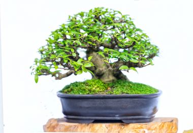 Bir pot bitki kök şeklinde beyaz arka plan üzerinde izole yeşil eski bonsai ağacı şeklinde esnaf oluşturmak güzel doğa sanat.