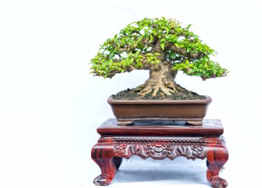 Bir pot bitki kök şeklinde beyaz arka plan üzerinde izole yeşil eski bonsai ağacı şeklinde esnaf oluşturmak güzel doğa sanat.