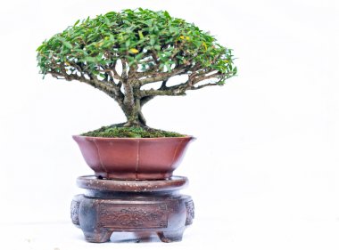 Bir pot bitki kök şeklinde beyaz arka plan üzerinde izole yeşil eski bonsai ağacı şeklinde esnaf oluşturmak güzel doğa sanat.