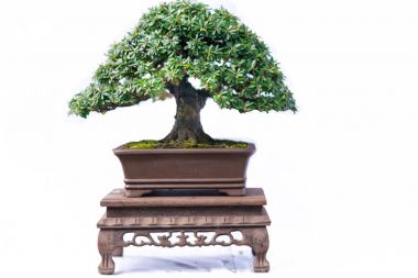 Bir pot bitki kök şeklinde beyaz arka plan üzerinde izole yeşil eski bonsai ağacı şeklinde esnaf oluşturmak güzel doğa sanat.