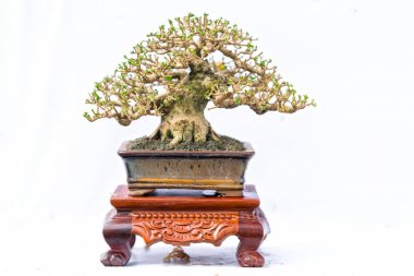 Bir pot bitki kök şeklinde beyaz arka plan üzerinde izole yeşil eski bonsai ağacı şeklinde esnaf oluşturmak güzel doğa sanat.
