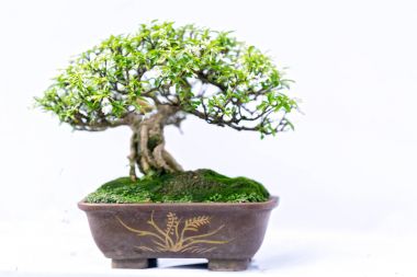 Bir pot bitki kök şeklinde beyaz arka plan üzerinde izole yeşil eski bonsai ağacı şeklinde esnaf oluşturmak güzel doğa sanat.