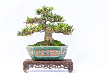 Bir pot bitki kök şeklinde beyaz arka plan üzerinde izole yeşil eski bonsai ağacı şeklinde esnaf oluşturmak güzel doğa sanat.