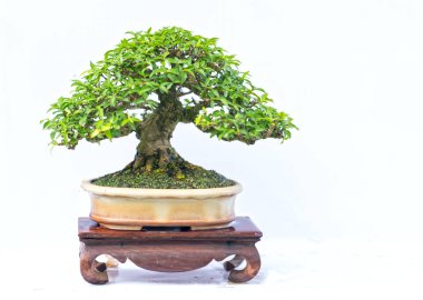 Bir pot bitki kök şeklinde beyaz arka plan üzerinde izole yeşil eski bonsai ağacı şeklinde esnaf oluşturmak güzel doğa sanat.