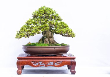 Bir pot bitki kök şeklinde beyaz arka plan üzerinde izole yeşil eski bonsai ağacı şeklinde esnaf oluşturmak güzel doğa sanat.