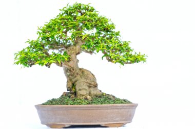 Bir pot bitki kök şeklinde beyaz arka plan üzerinde izole yeşil eski bonsai ağacı şeklinde esnaf oluşturmak güzel doğa sanat.
