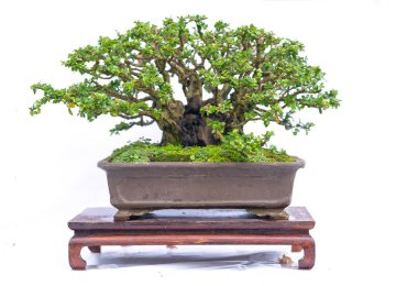 Bir pot bitki kök şeklinde beyaz arka plan üzerinde izole yeşil eski bonsai ağacı şeklinde esnaf oluşturmak güzel doğa sanat.