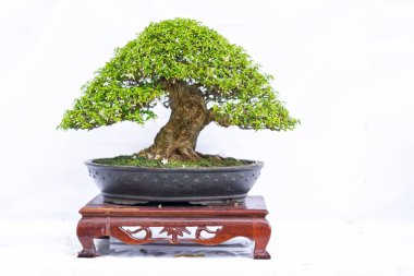 Bir pot bitki kök şeklinde beyaz arka plan üzerinde izole yeşil eski bonsai ağacı şeklinde esnaf oluşturmak güzel doğa sanat.