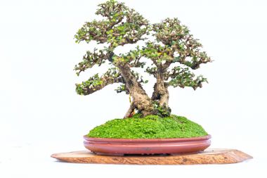Bir pot bitki kök şeklinde beyaz arka plan üzerinde izole yeşil eski bonsai ağacı şeklinde esnaf oluşturmak güzel doğa sanat.