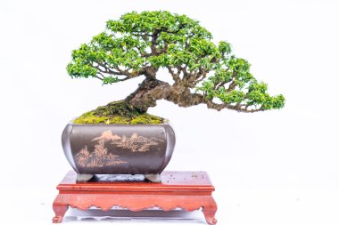 Bir pot bitki kök şeklinde beyaz arka plan üzerinde izole yeşil eski bonsai ağacı şeklinde esnaf oluşturmak güzel doğa sanat.