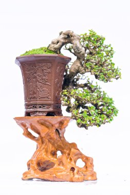 Bir pot bitki kök şeklinde beyaz arka plan üzerinde izole yeşil eski bonsai ağacı şeklinde esnaf oluşturmak güzel doğa sanat.