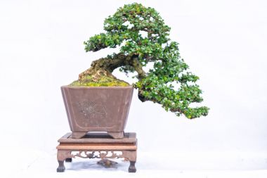 Bir pot bitki kök şeklinde beyaz arka plan üzerinde izole yeşil eski bonsai ağacı şeklinde esnaf oluşturmak güzel doğa sanat.