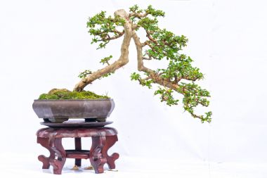 Bir pot bitki kök şeklinde beyaz arka plan üzerinde izole yeşil eski bonsai ağacı şeklinde esnaf oluşturmak güzel doğa sanat.