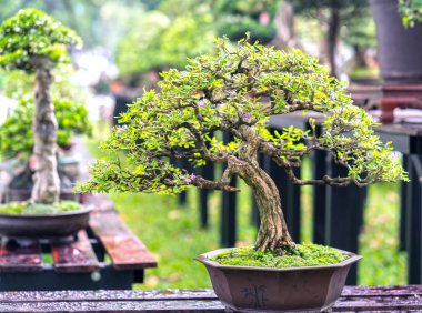 Bir tepsi veya pot bitki kök şeklinde yeşil bonsai ağacı şeklinde esnaf oluşturmak güzel doğa sanat