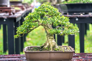 Bir tepsi veya pot bitki kök şeklinde yeşil bonsai ağacı şeklinde esnaf oluşturmak güzel doğa sanat