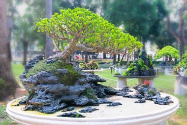 Bir tepsi veya pot bitki kök şeklinde yeşil bonsai ağacı şeklinde esnaf oluşturmak güzel doğa sanat