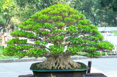 Bir tepsi veya pot bitki kök şeklinde yeşil bonsai ağacı şeklinde esnaf oluşturmak güzel doğa sanat