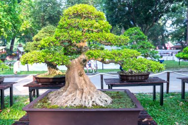 Bir tepsi veya pot bitki kök şeklinde yeşil bonsai ağacı şeklinde esnaf oluşturmak güzel doğa sanat