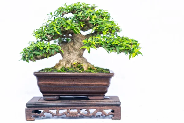 Groene Oude Bonsai Boom Geïsoleerd Een Witte Achtergrond Een Potplant — Stockfoto