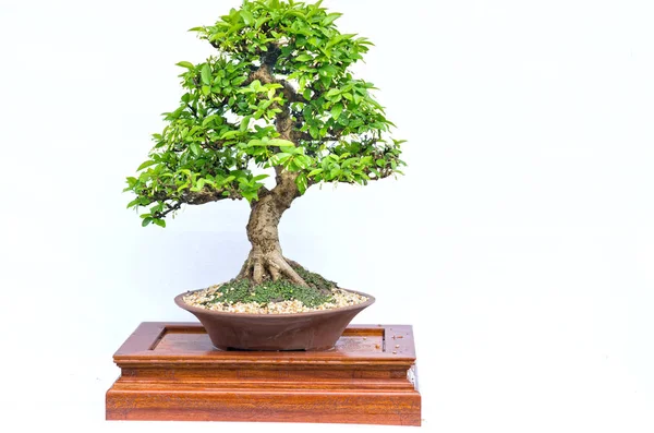 Zöld Régi Bonsai Elszigetelt Fehér Background Pot Üzemben Szár Alakja — Stock Fotó