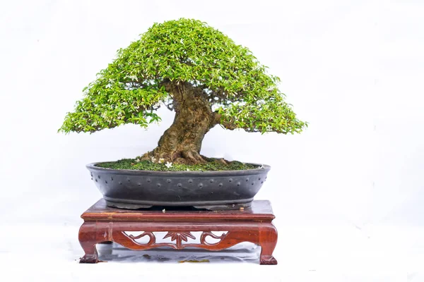 Vecchio Albero Bonsai Verde Isolato Sfondo Bianco Una Pianta Vaso — Foto Stock