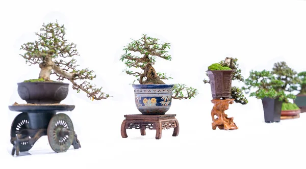 Zielony Stare Drzewo Bonsai Białym Tle Białym Tle Zakładzie Pot — Zdjęcie stockowe
