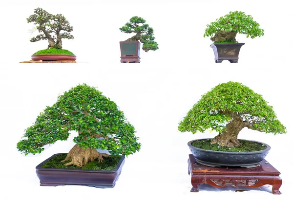 Groene Oude Bonsai Boom Geïsoleerd Een Witte Achtergrond Een Potplant — Stockfoto