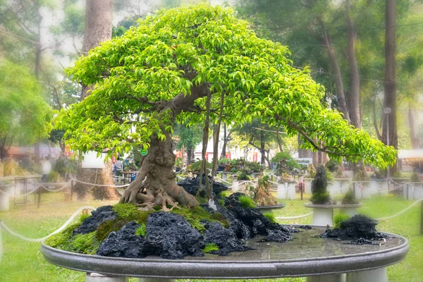 Πράσινο Μπονσάι Δέντρο Ένα Δοχείο Δίσκο Φυτό Σχήμα Του Στελέχους — Φωτογραφία Αρχείου