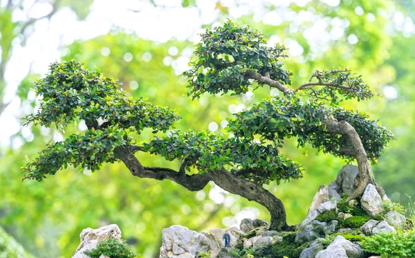 Árbol Bonsái Verde Una Maceta Planta Bandeja Forma Del Tallo — Foto de Stock