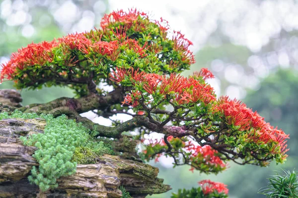 Green Bonsai Tree Pot Tray Plant Shape Stem Shaped Artisans — Stock Photo, Image