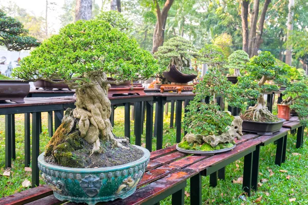 Bonsai Verde Árvore Vaso Bandeja Planta Forma Caule Forma Artesãos — Fotografia de Stock