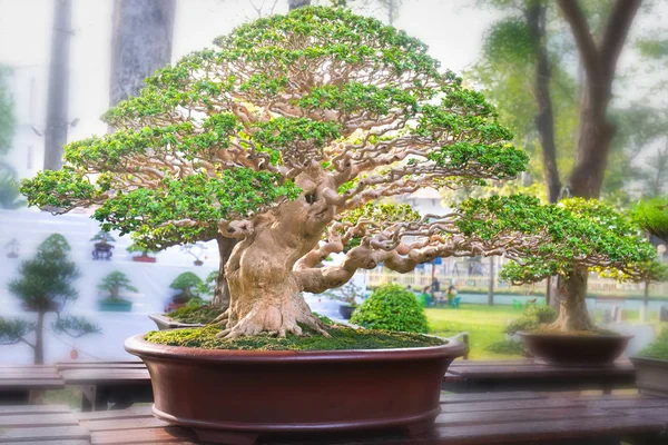 Bir Tepsi Veya Pot Bitki Kök Şeklinde Yeşil Bonsai Ağacı — Stok fotoğraf