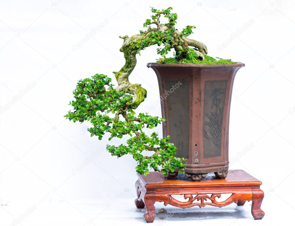 Green old bonsai tree isolated on white background in a pot plant in the shape of the stem is shaped artisans create beautiful art in nature.